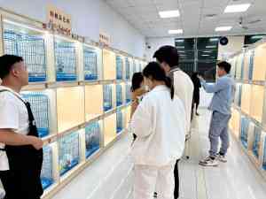上海、成都、重庆、深圳、东莞买狗好去处：东莞市欢朋宠物有限公司推荐
