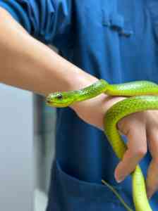 漳州宠物服务全解析：住院、异宠、微创、牙科及皮肤病专科服务推荐