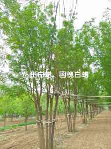 优质独杆丛生黄栌直销!保定丛生黄栌供应厂家推荐