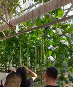 基质/气雾/浅液流栽培厂家推荐：湖北叶菜无土栽培源头厂家优选