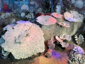 重庆常温鱼缸造景设计厂家推荐:水草缸、珊瑚缸、两栖缸专业打造