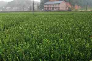 油茶苗现货品牌推荐:湖南株洲优质油茶苗培育及种植知名供应商