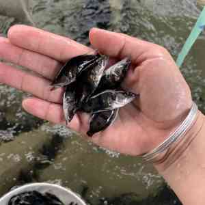 桂花鱼、母猪壳、清远鳜鱼等鱼苗厂家推荐，优质供应商精准之选