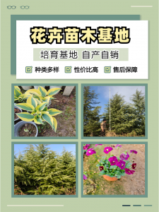 广东二月兰、河南半枝莲等花卉供应推荐:优质货源与专业服务之选