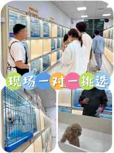 杭州、苏州、惠州、南京、广州买狗好去处，东莞市欢朋宠物有限公司值得关注