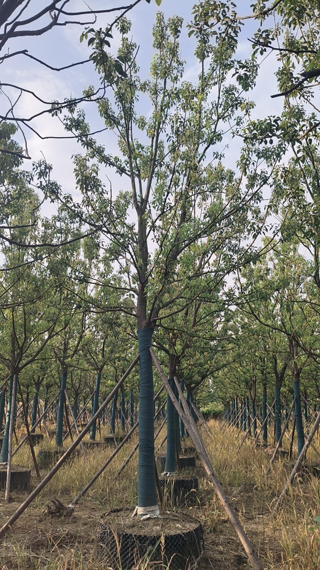 香樟树图片