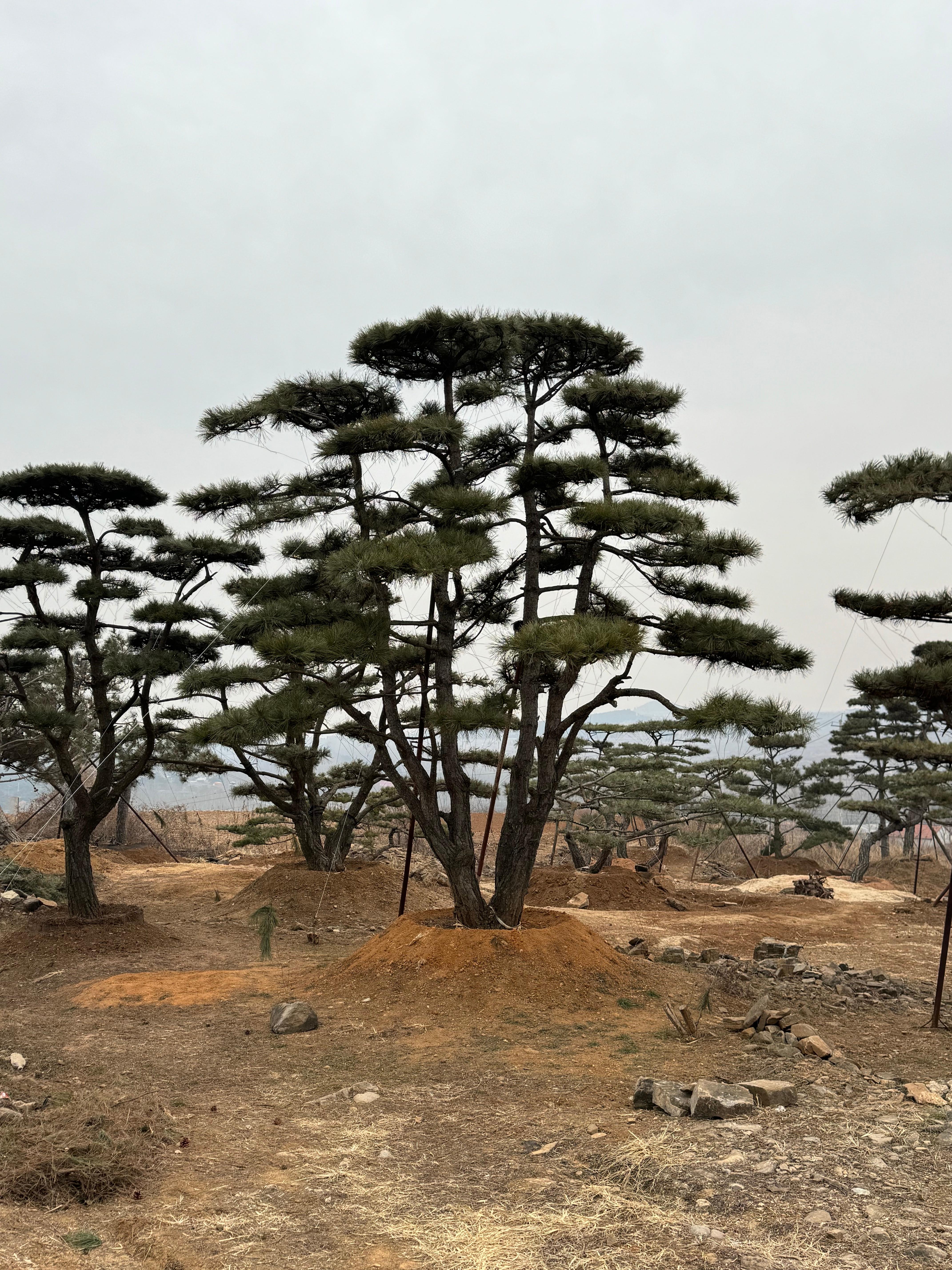 造型松图片