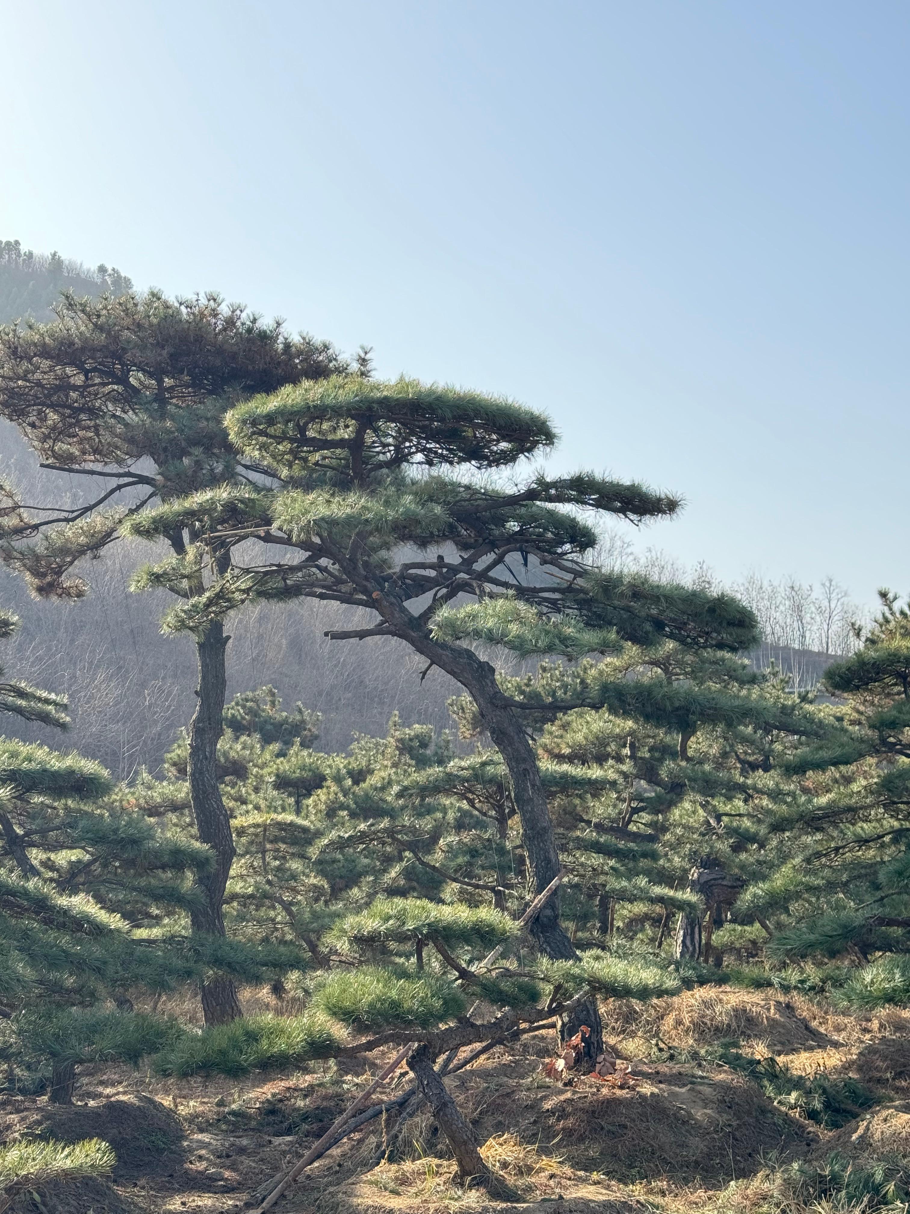 造型松图片