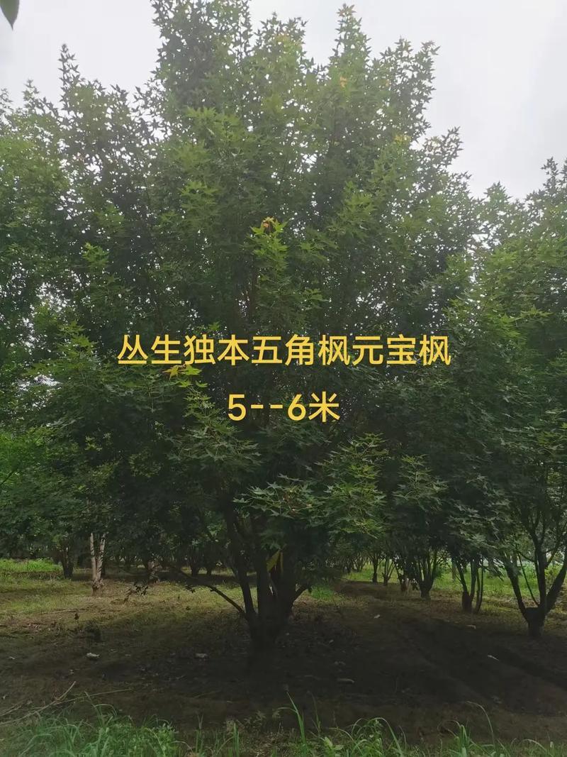其他苗木图片