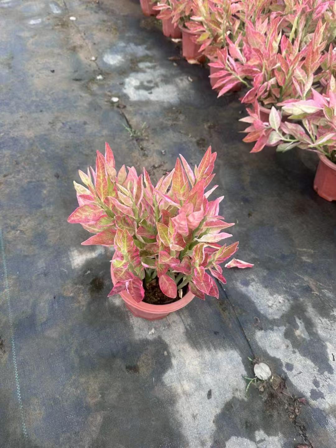 苗木图片