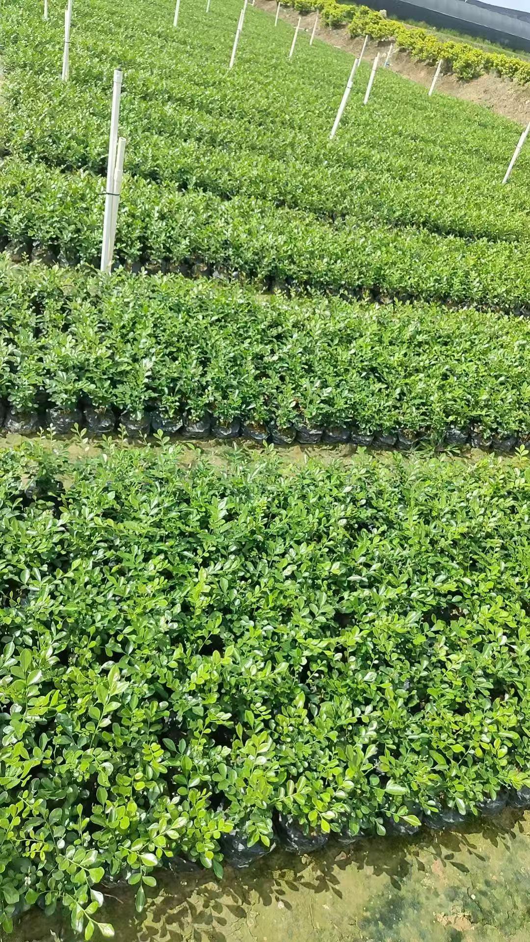 苗木图片