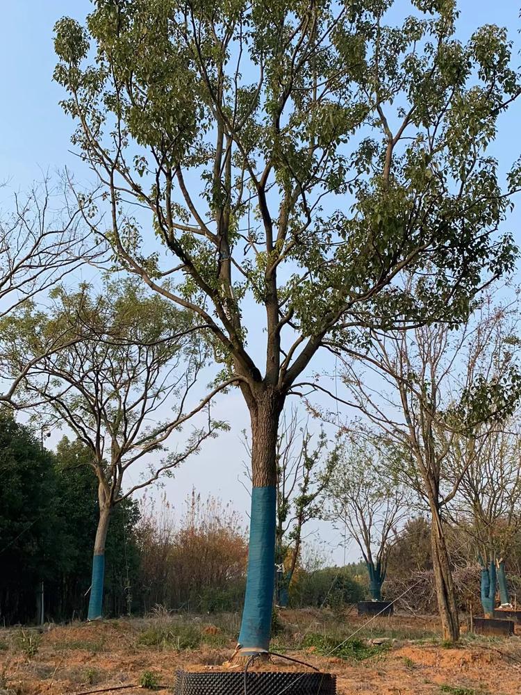 香樟图片