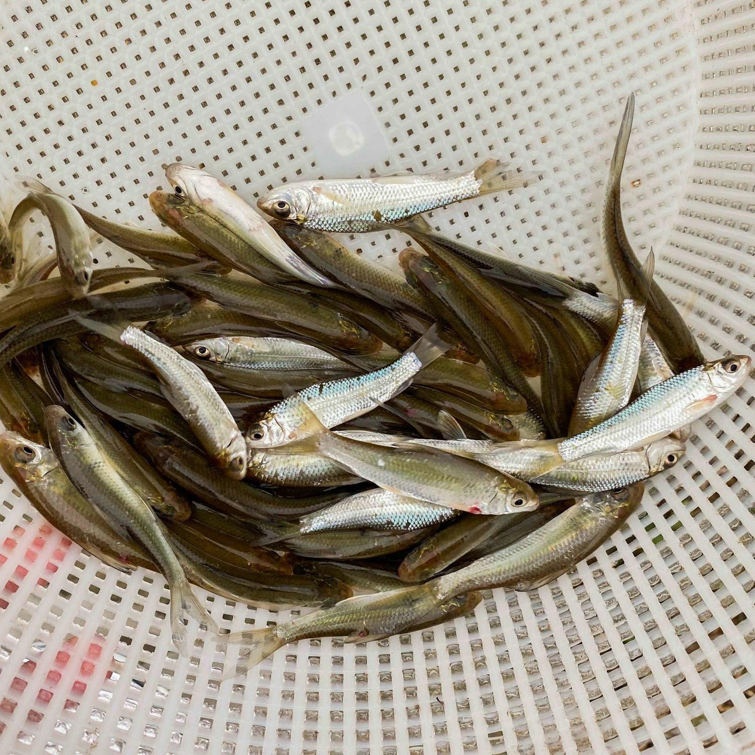 鱼苗图片1