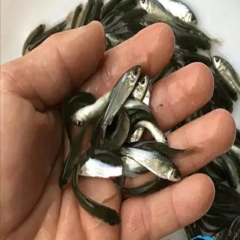 鱼苗图片3