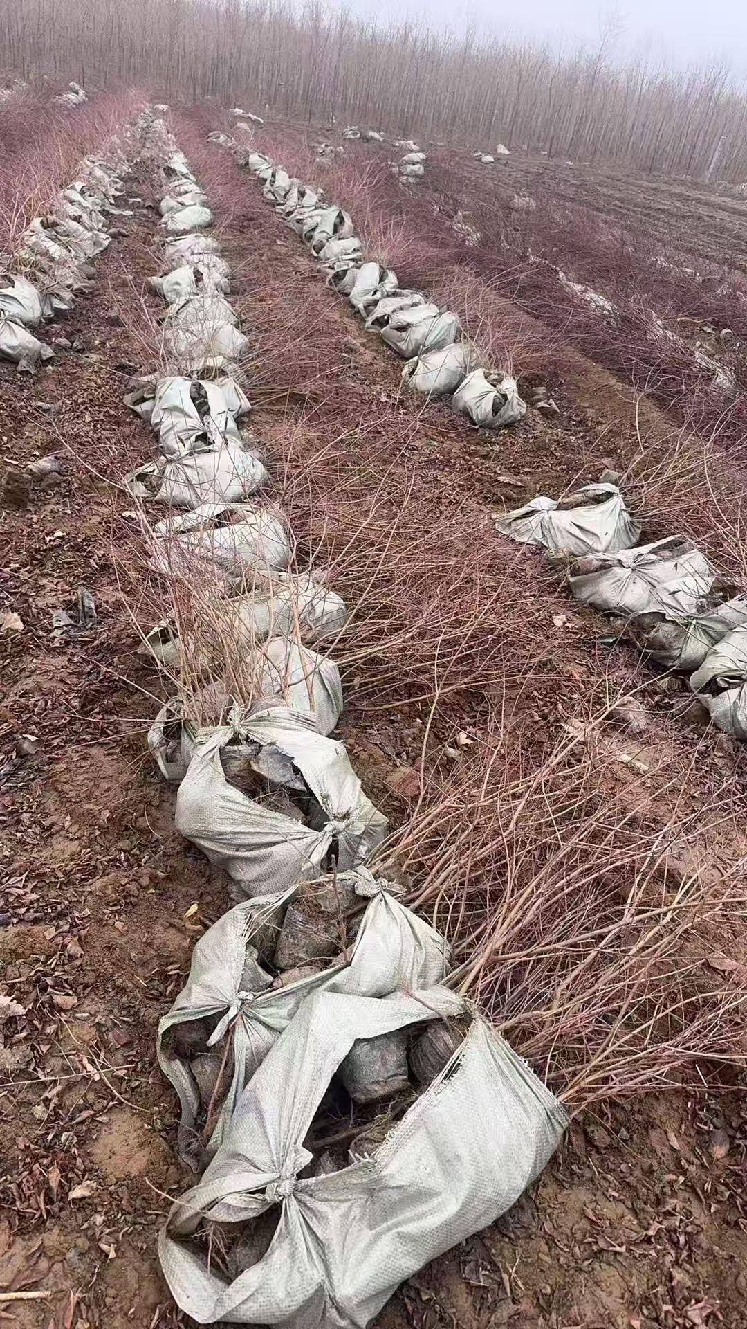 园林景观图片