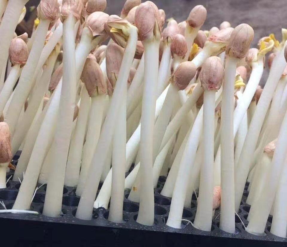 花生芽机器图片2