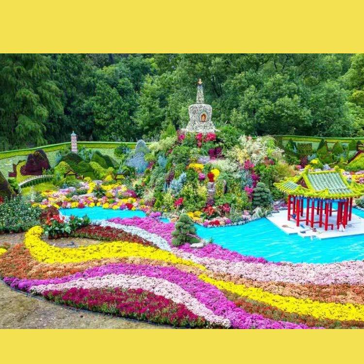 开封前方园艺菊花基地