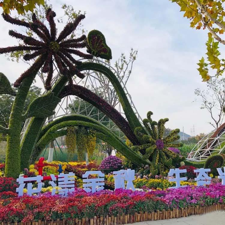 开封前方园艺菊花基地