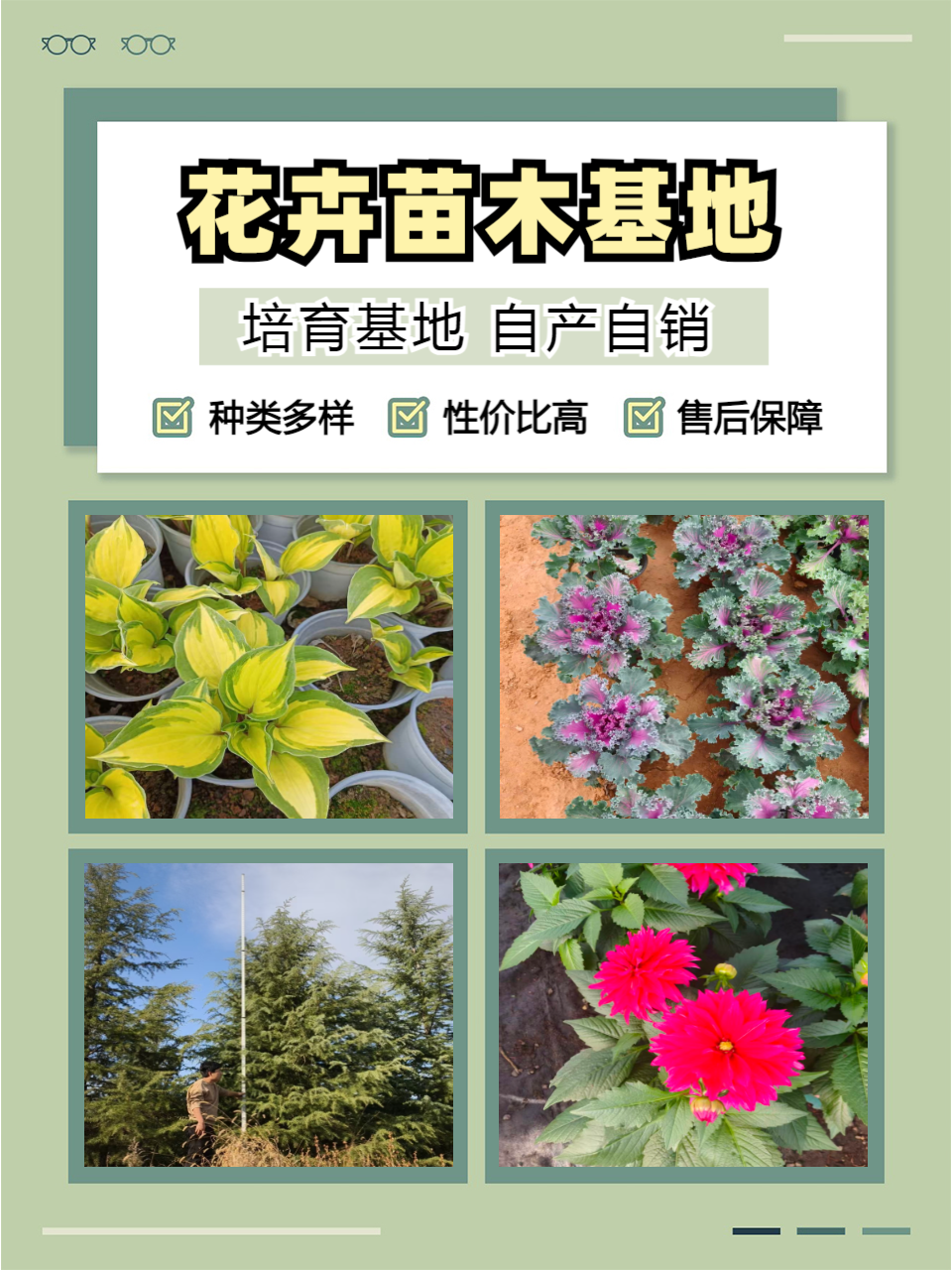 青州志民花卉苗木品种展示