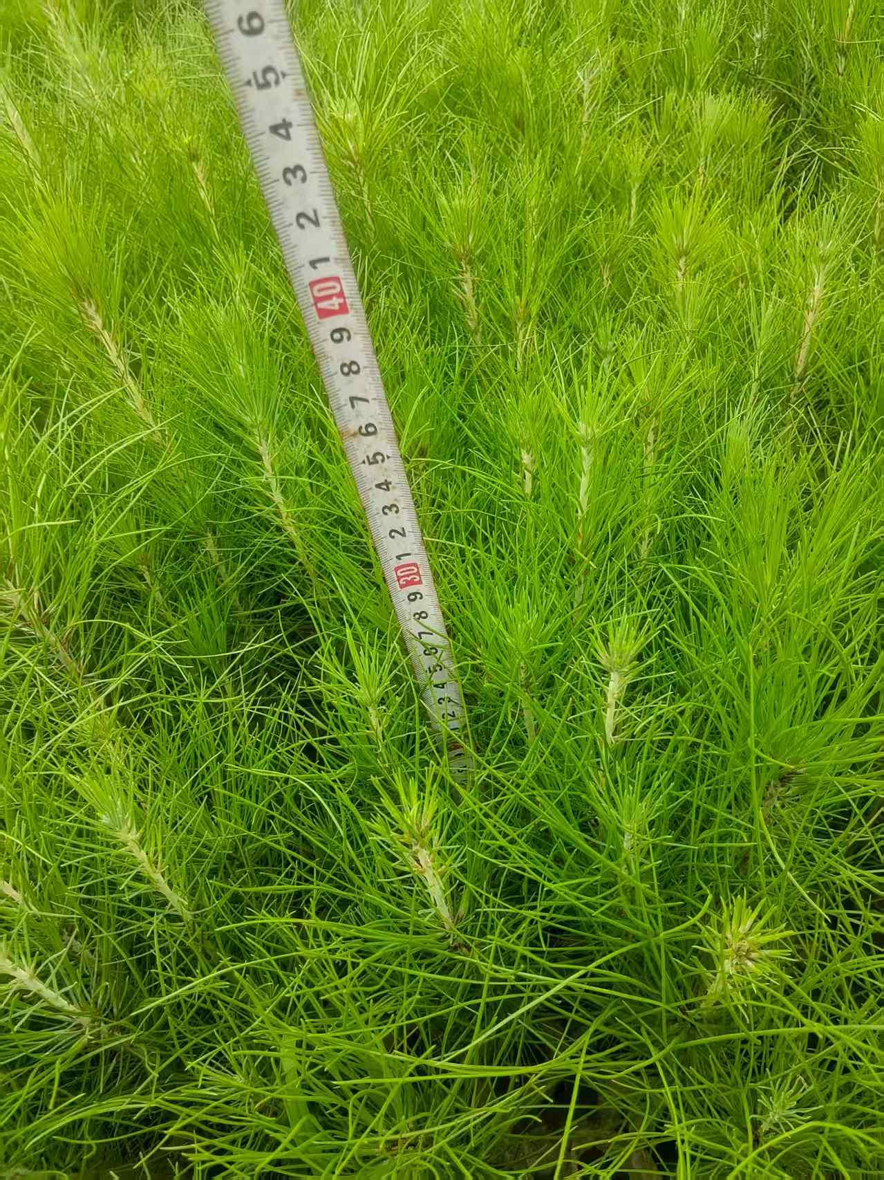 湿地松容器苗