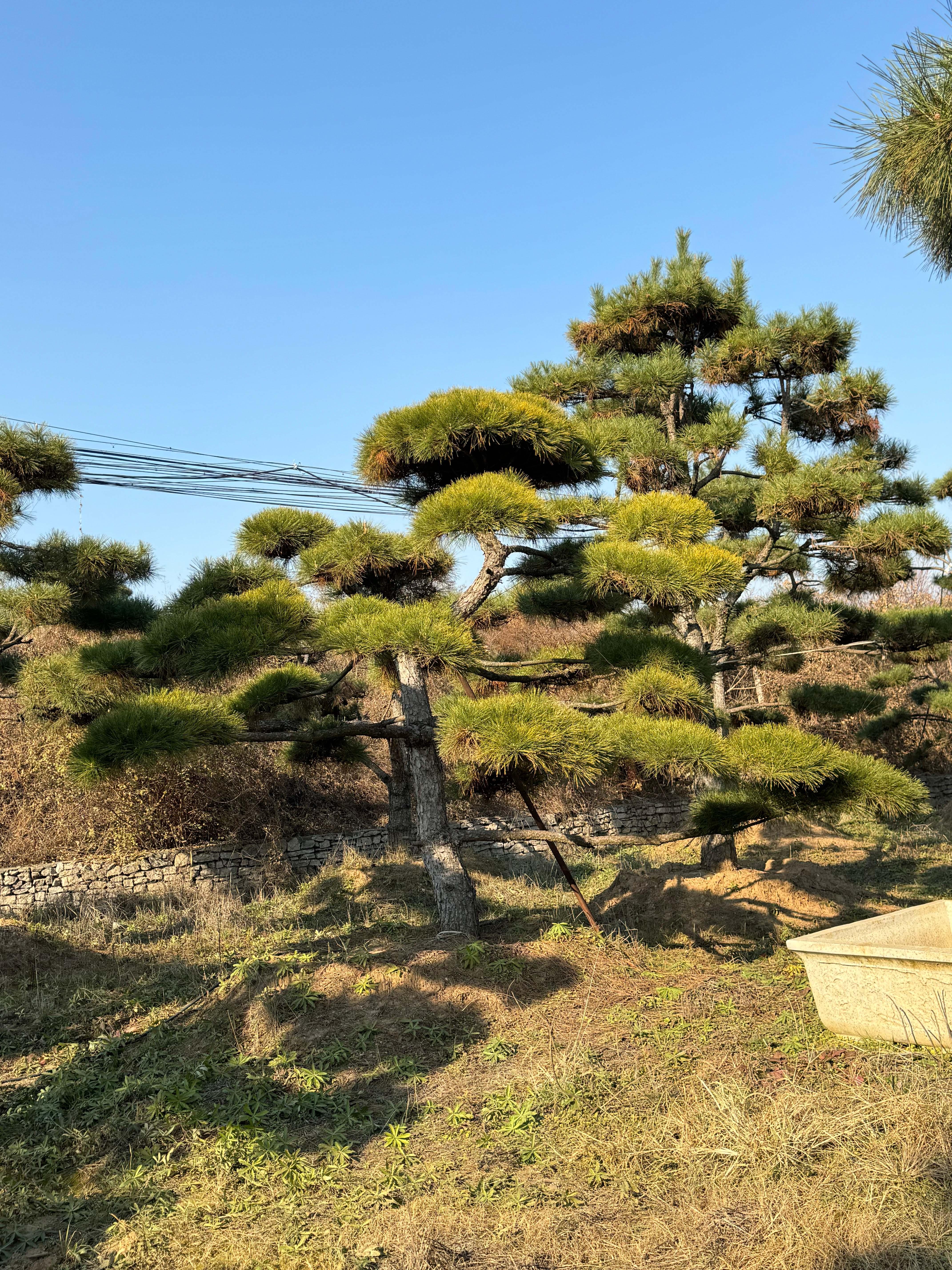 造型松实拍