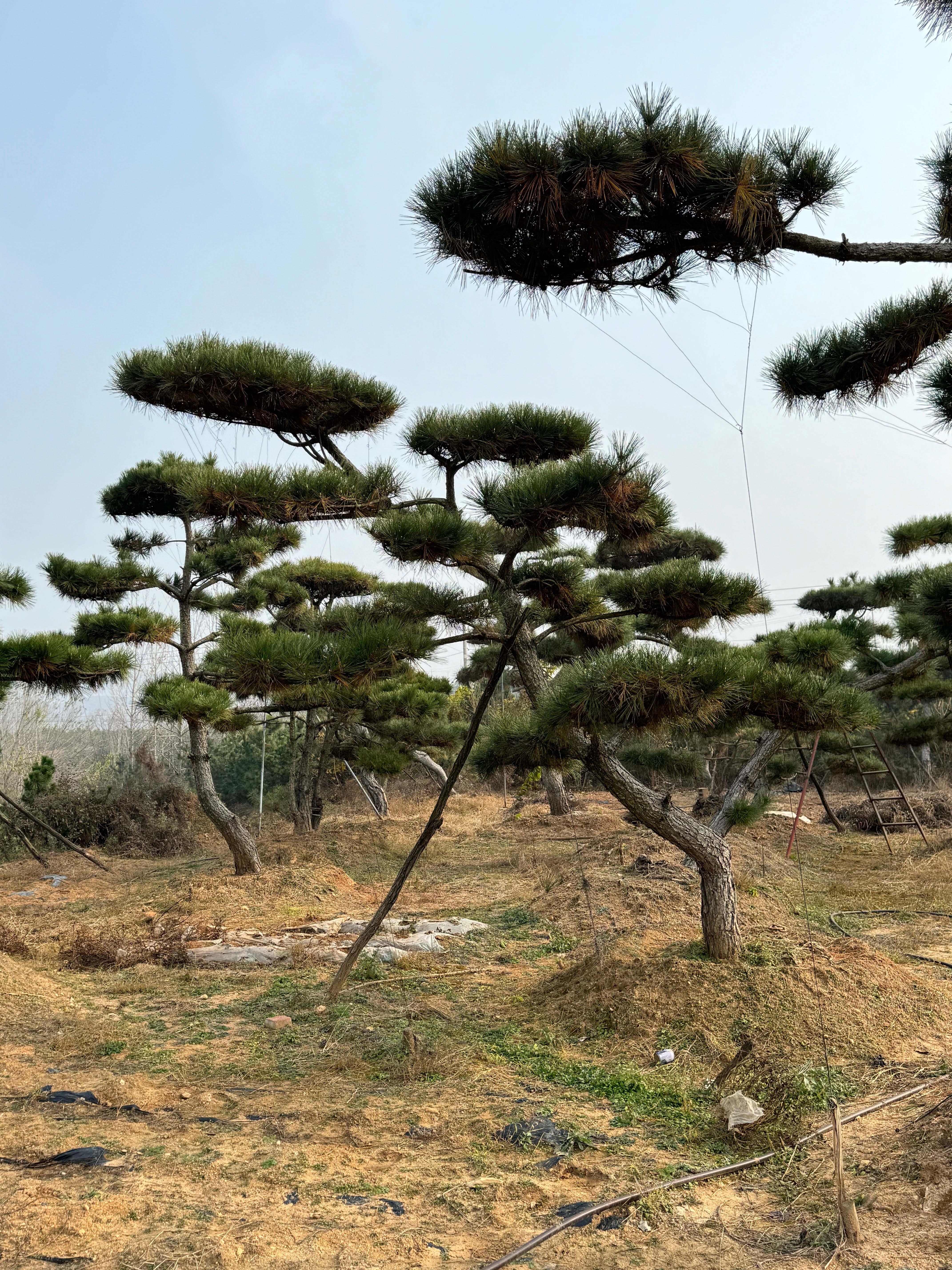 山东军辉园林绿化有限公司基地3