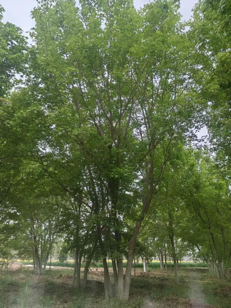 蠡县艺雅苗圃场苗木实景