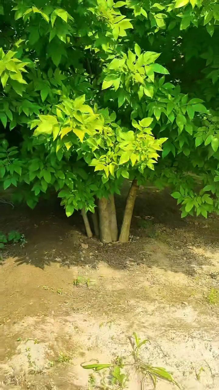 保定峻熙苗木花卉种植基地