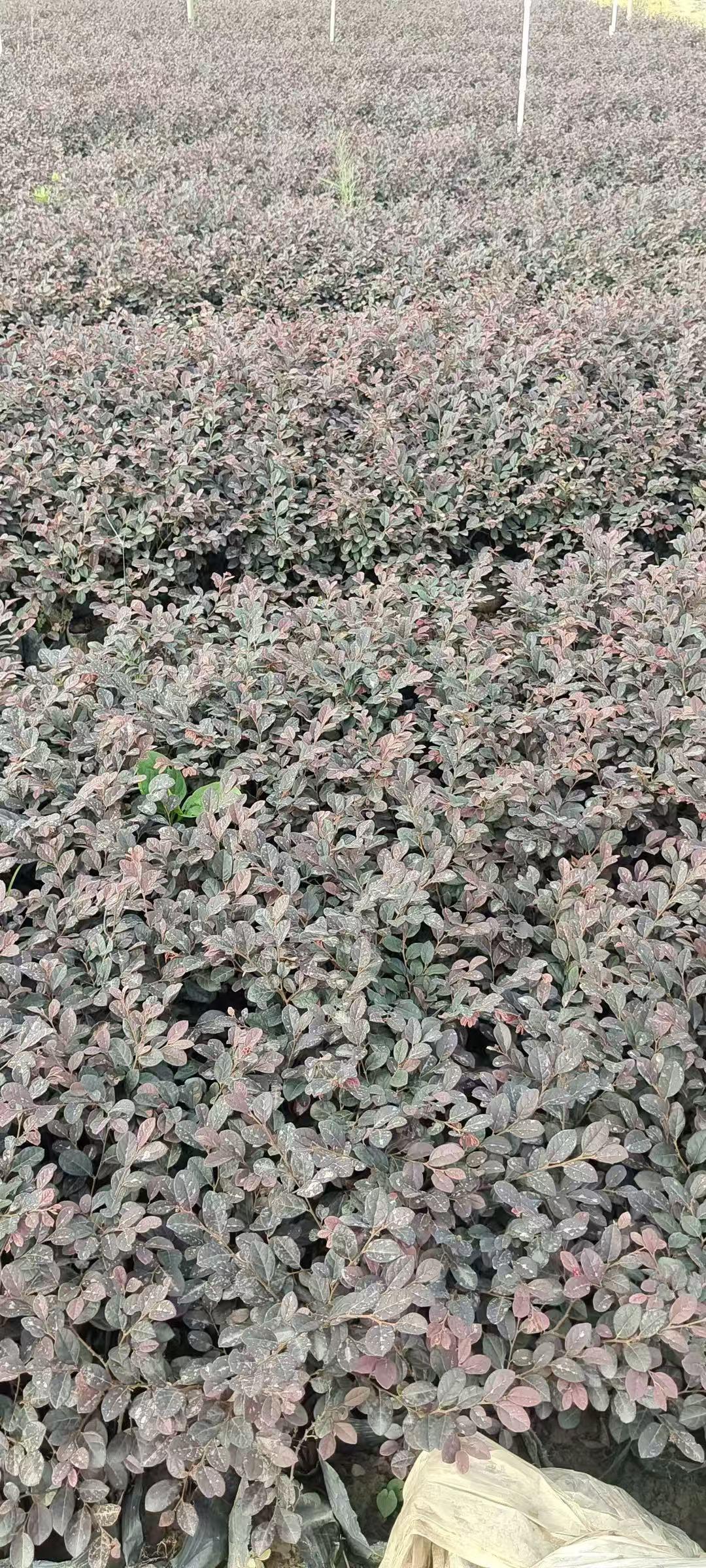 苗木出圃质检
