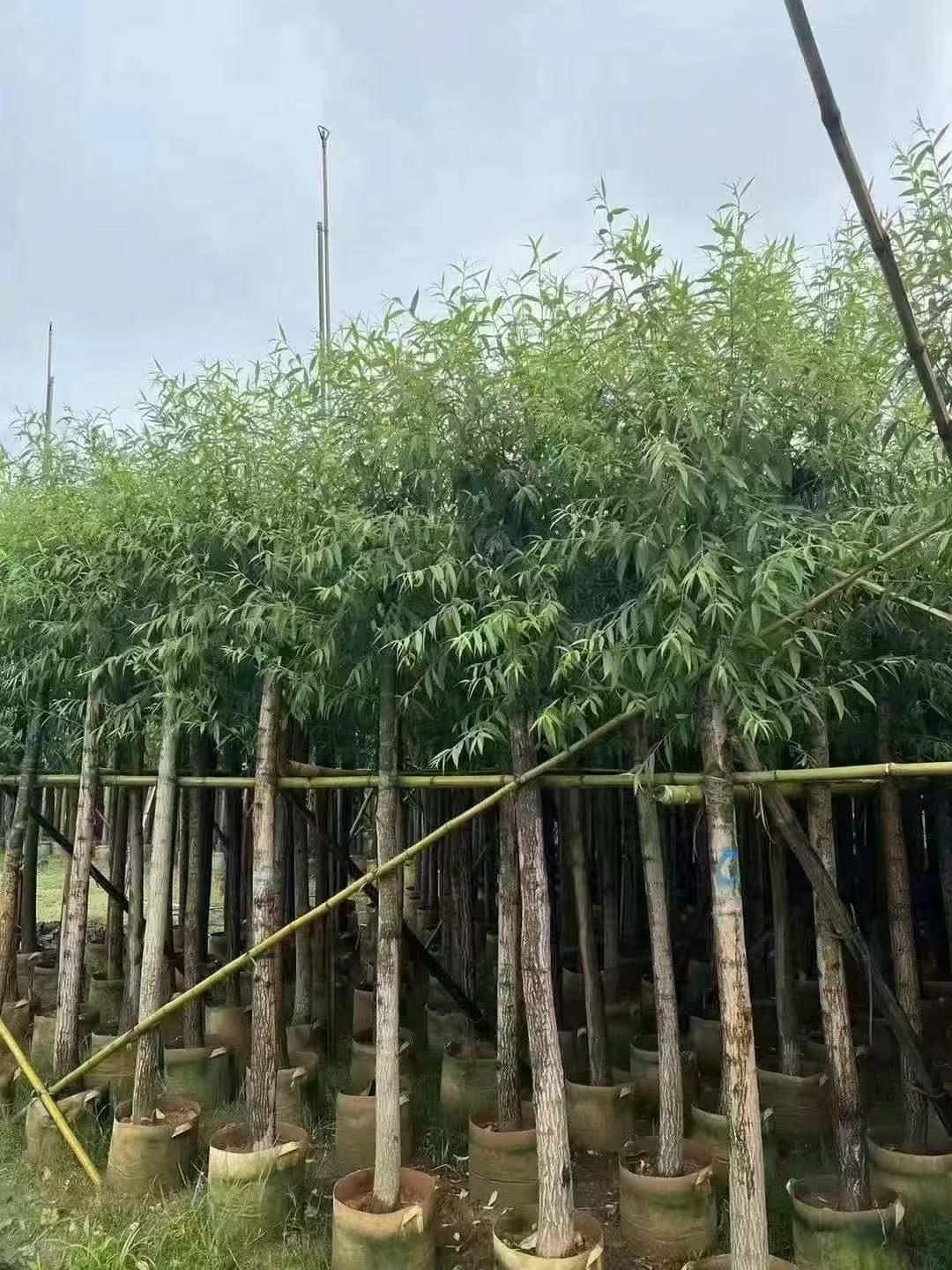 苗木示例2