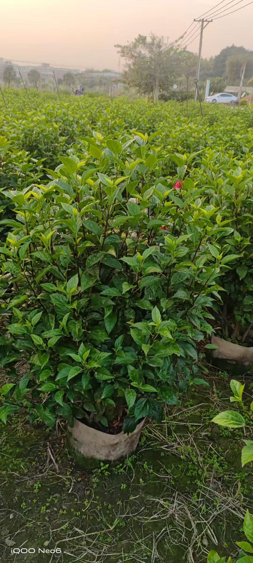 苗木示例3