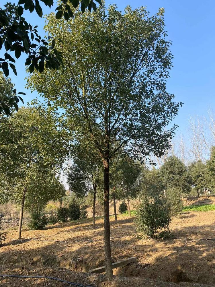 荆门树多多苗木有限公司基地实景