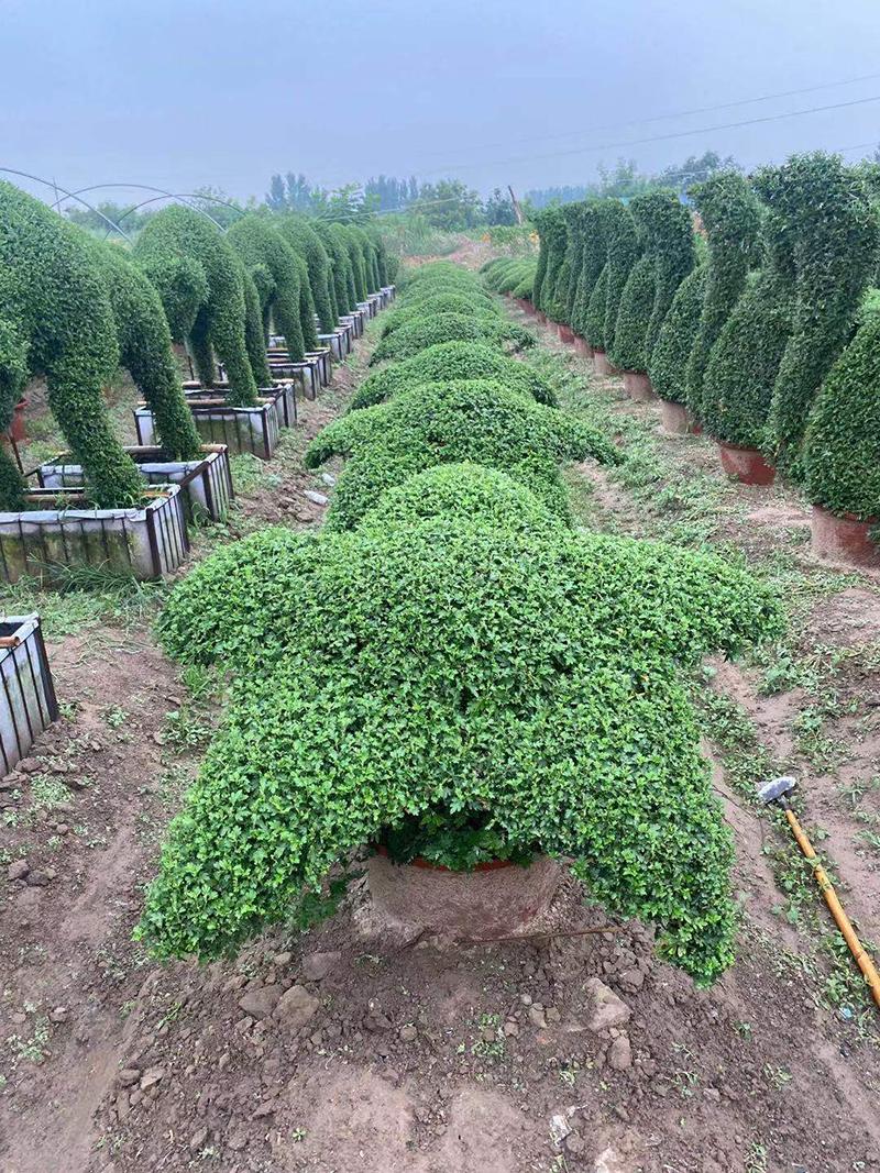 菊花造型