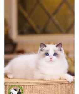 上海宠物猫交易推荐，东莞买猫咪机构，深圳本地买猫商家