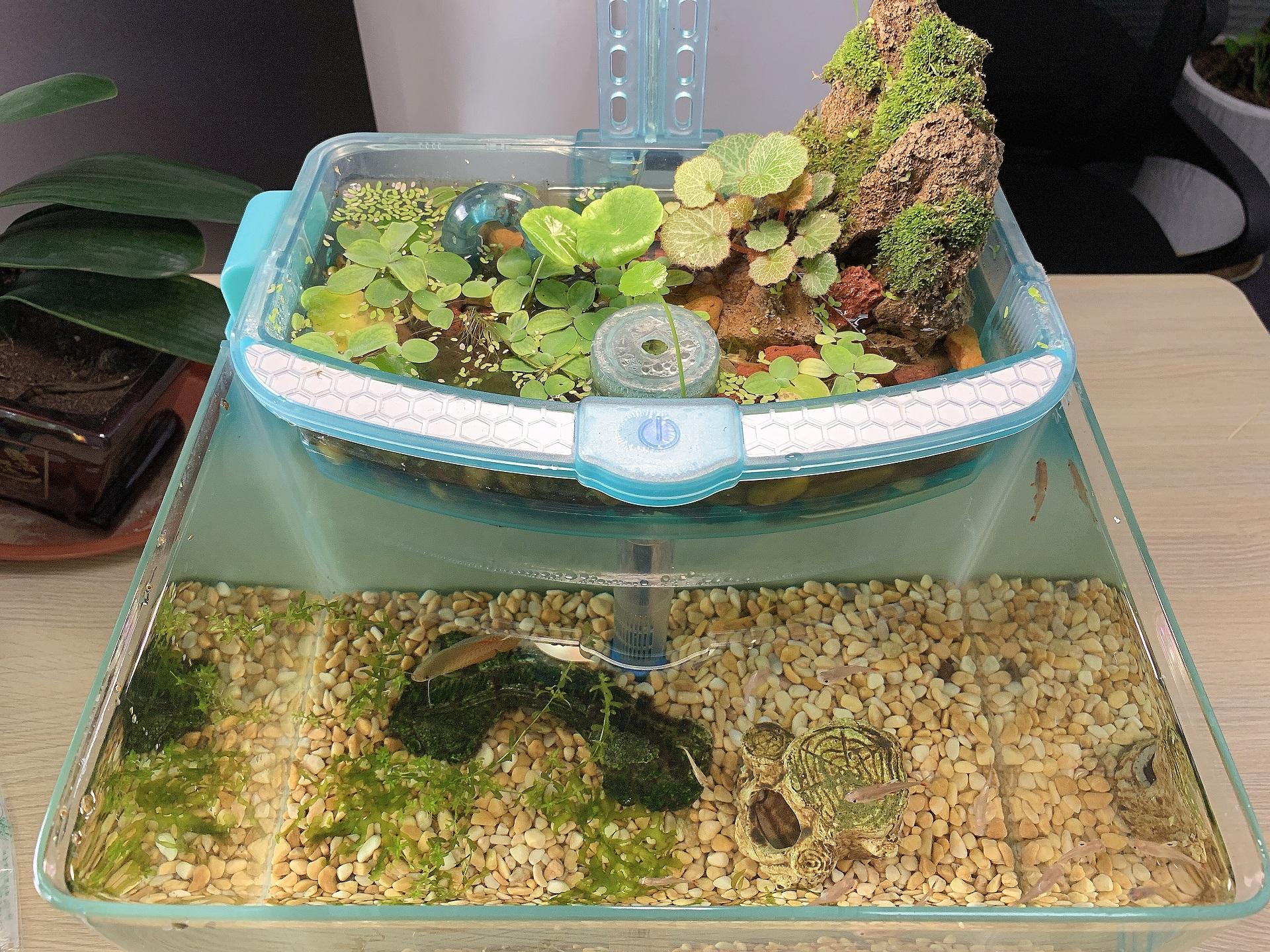 瑞纳克生态鱼缸实拍