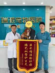 郑州宠物医疗服务推荐：聚焦肿瘤、骨科与猫科专科的优质诊疗机构
