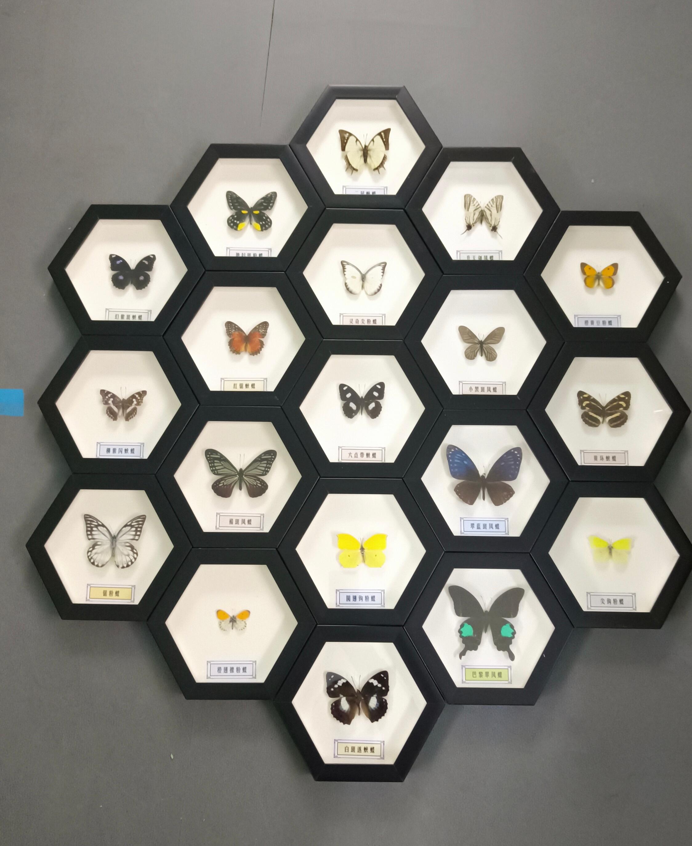 禾力教学设备标本展示1