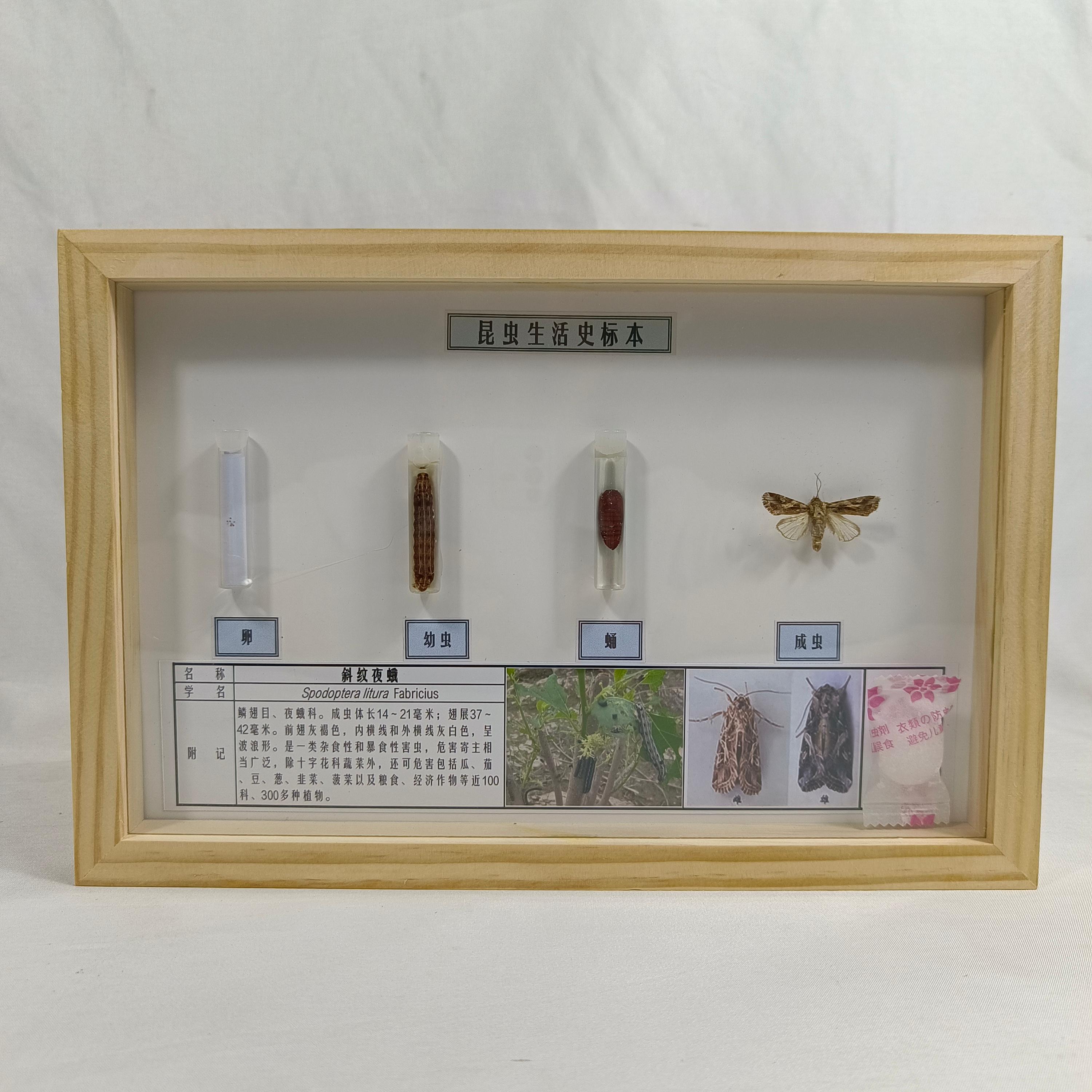 标本展示2