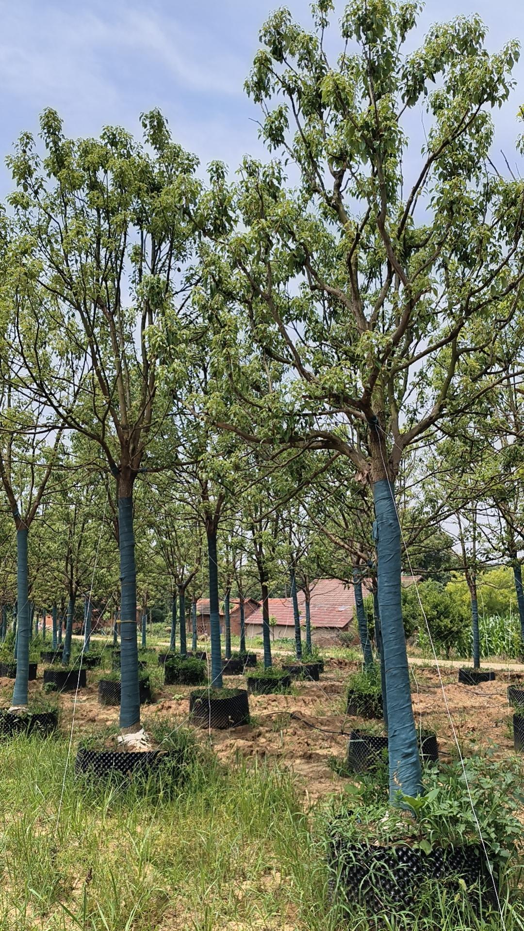 香樟苗木展示1