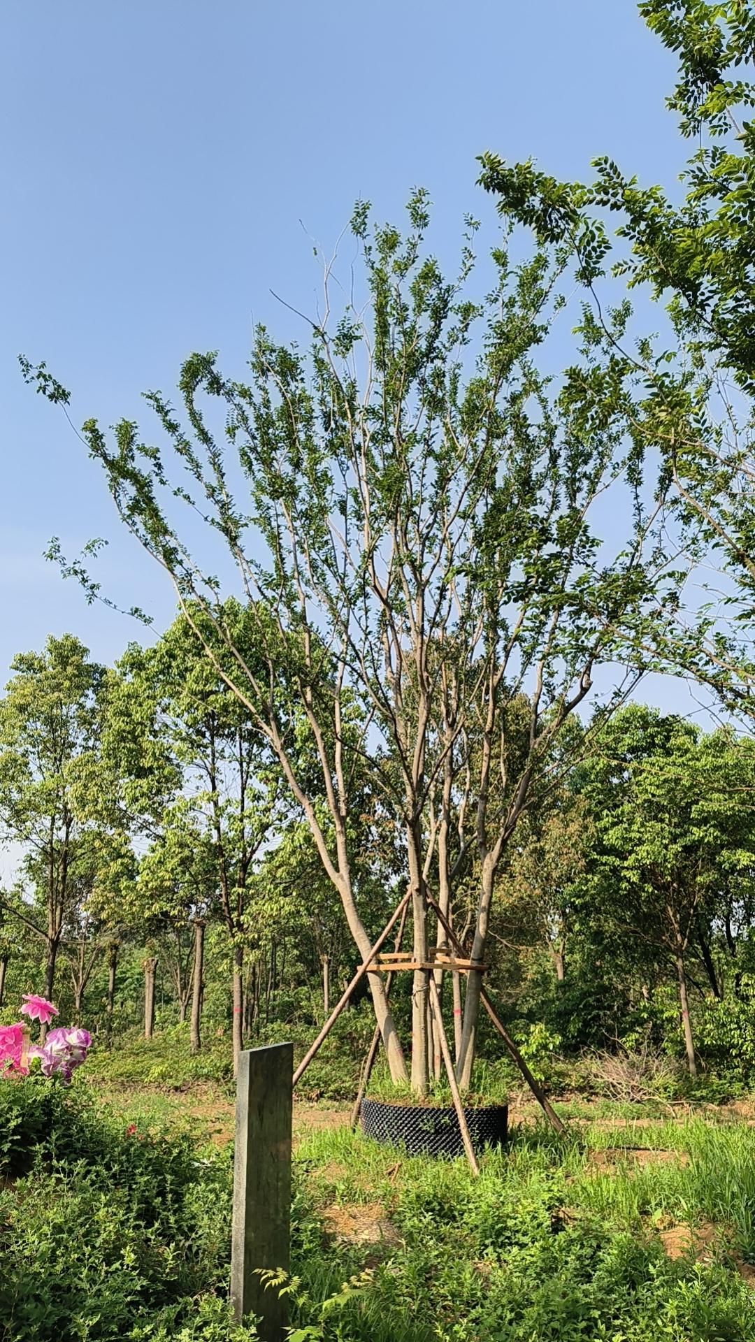 香樟基地实景