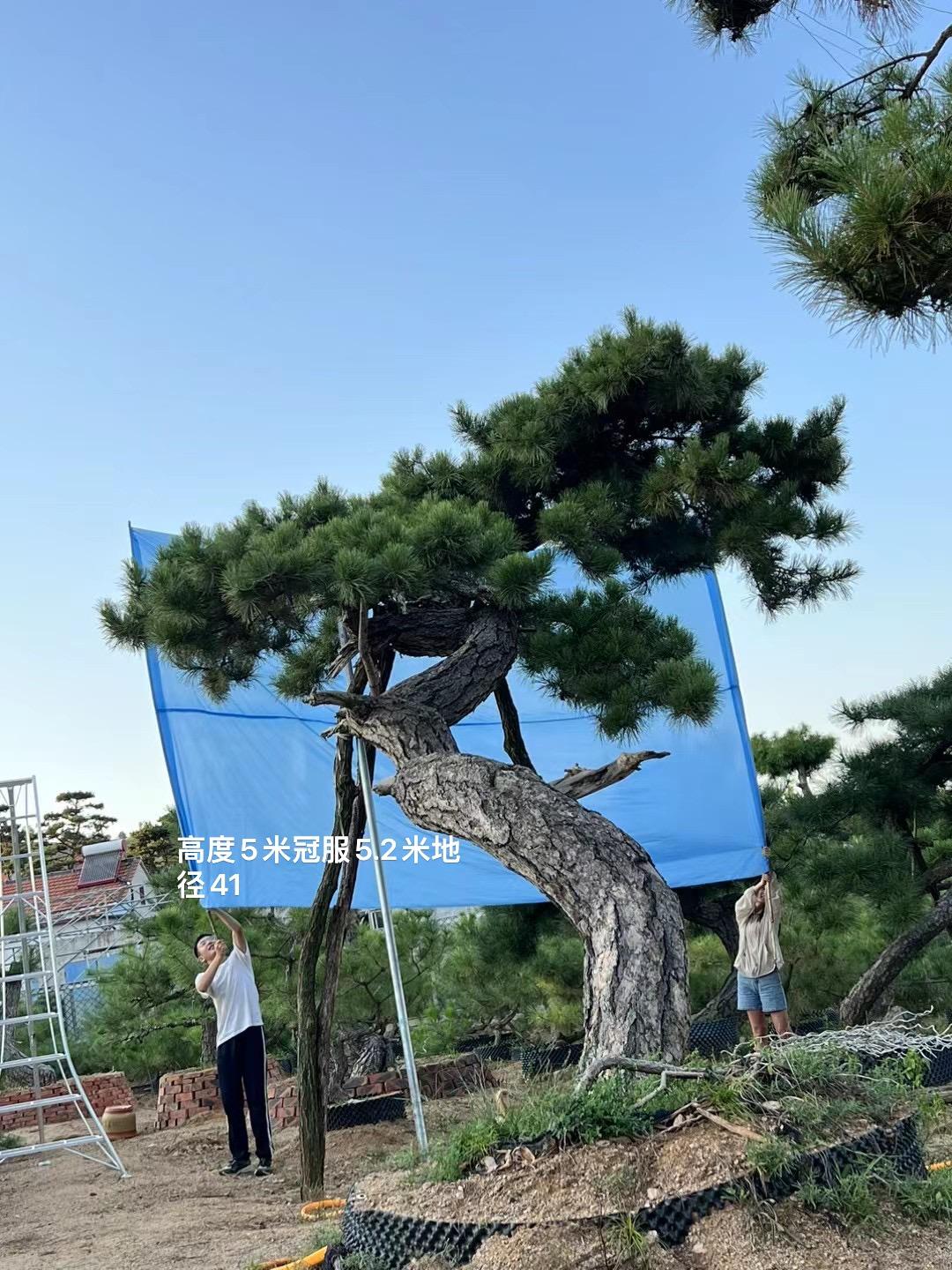 山东军辉园林造型松展示