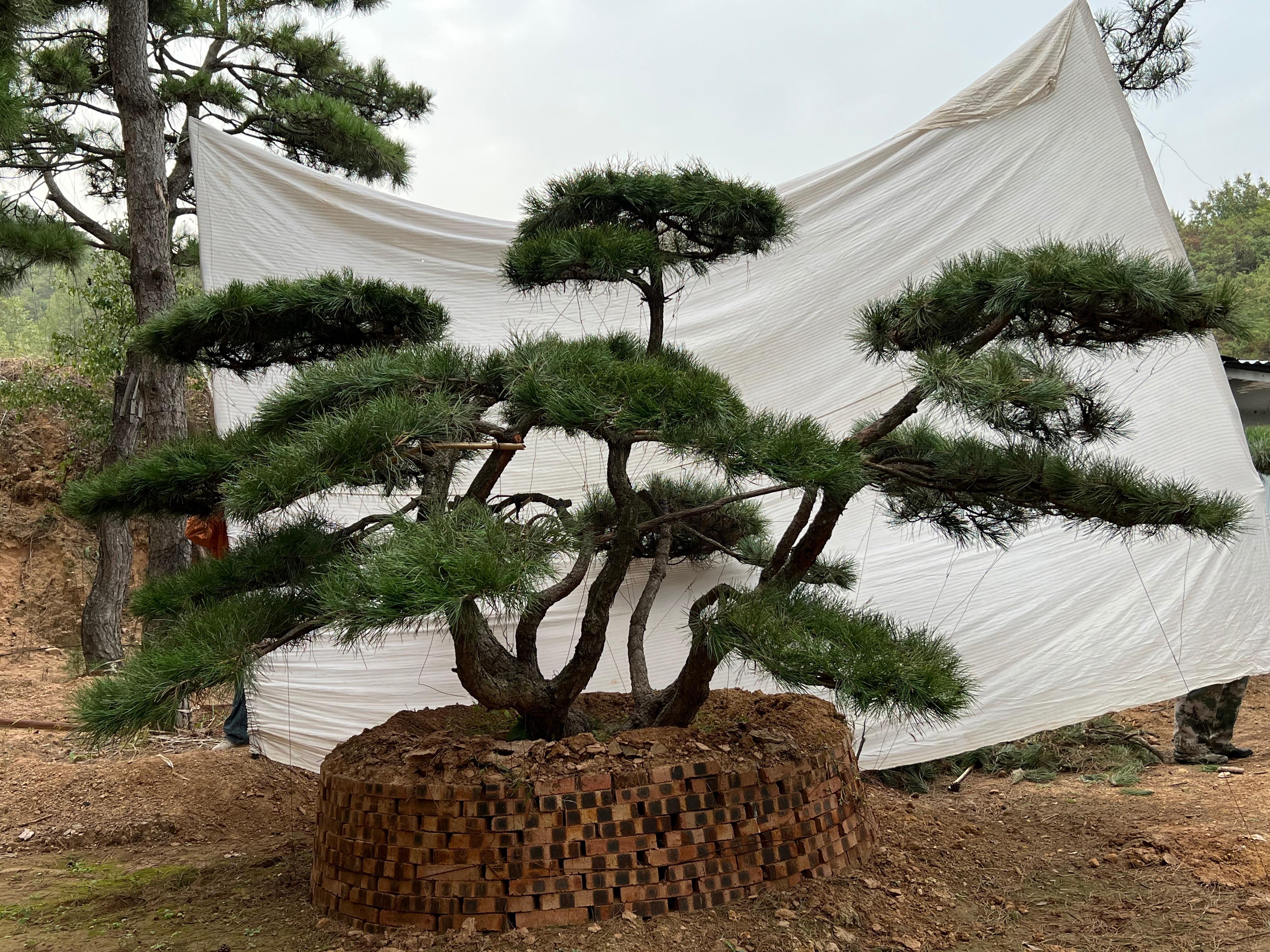 山东军辉园林基地实景二