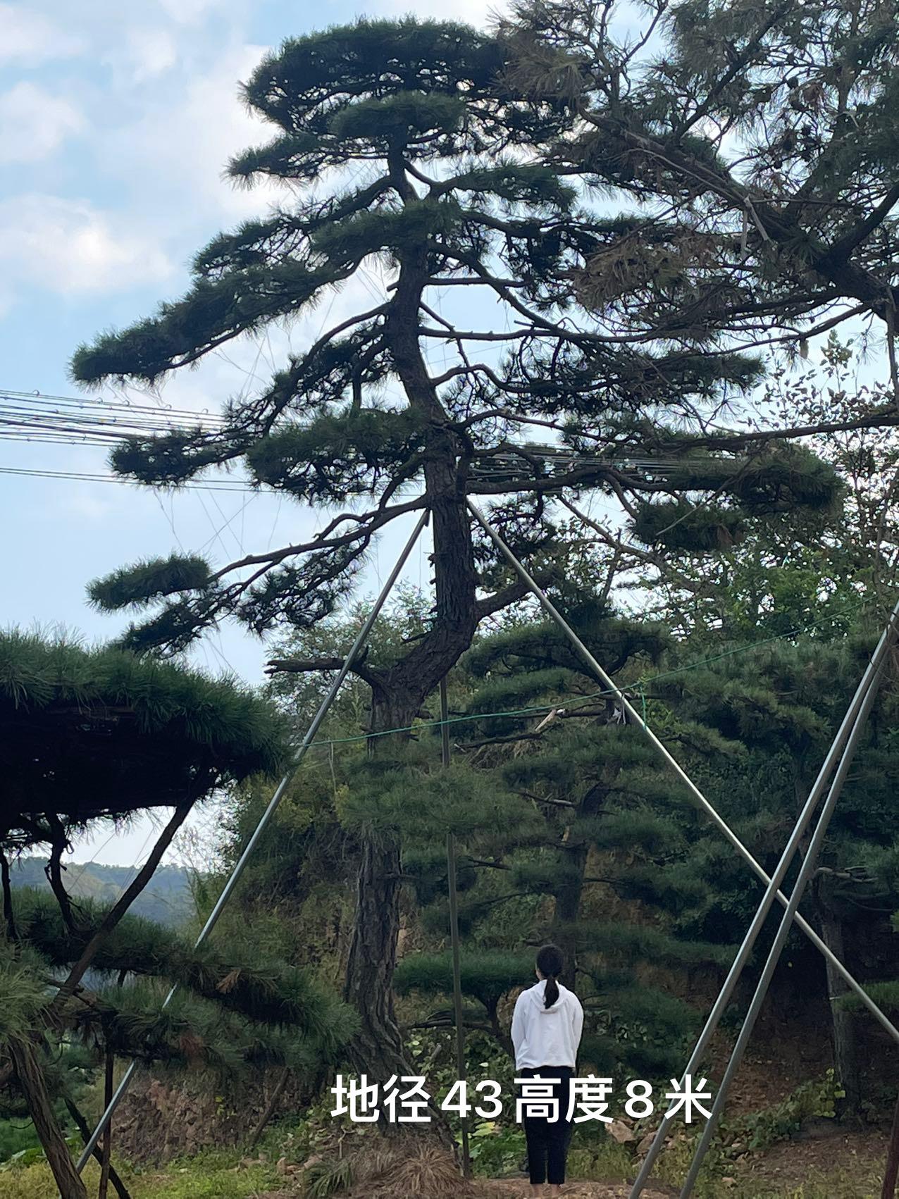 山东军辉园林基地实景一