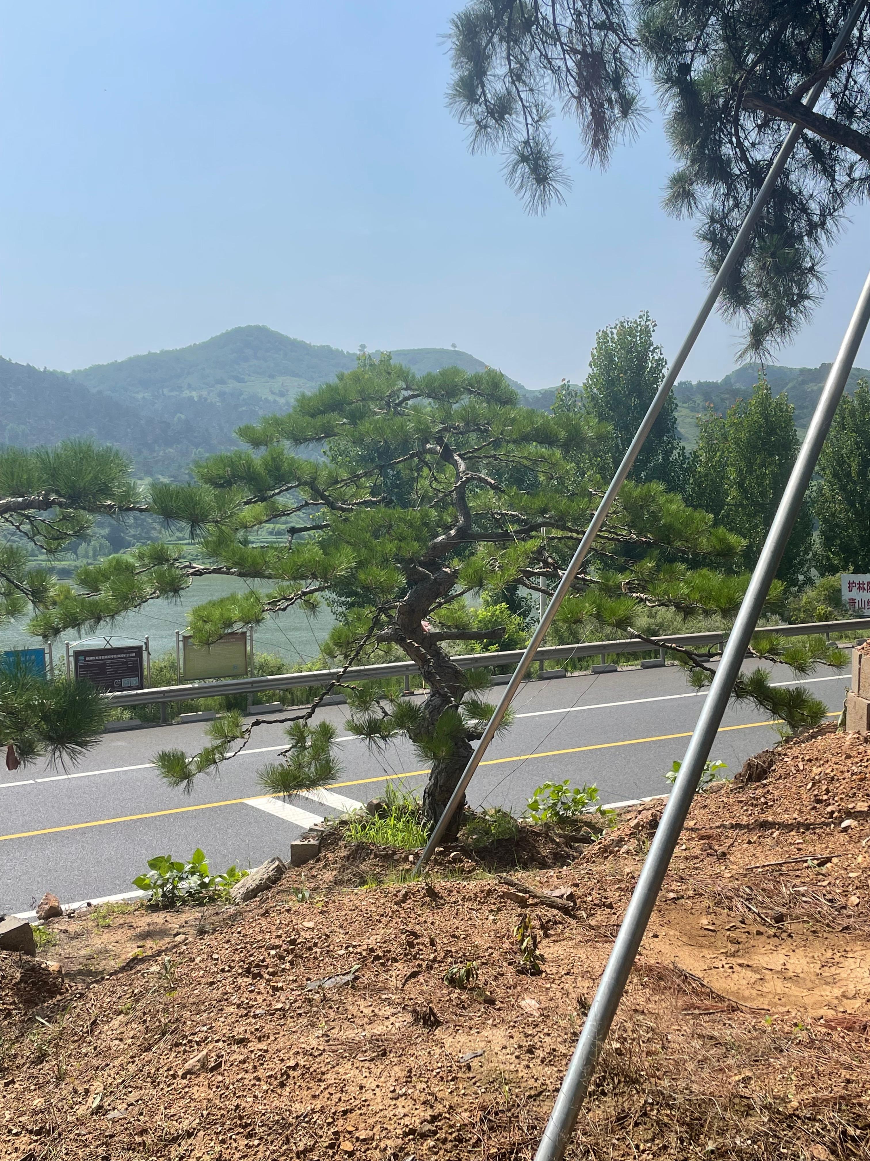 山东军辉园林基地实景三
