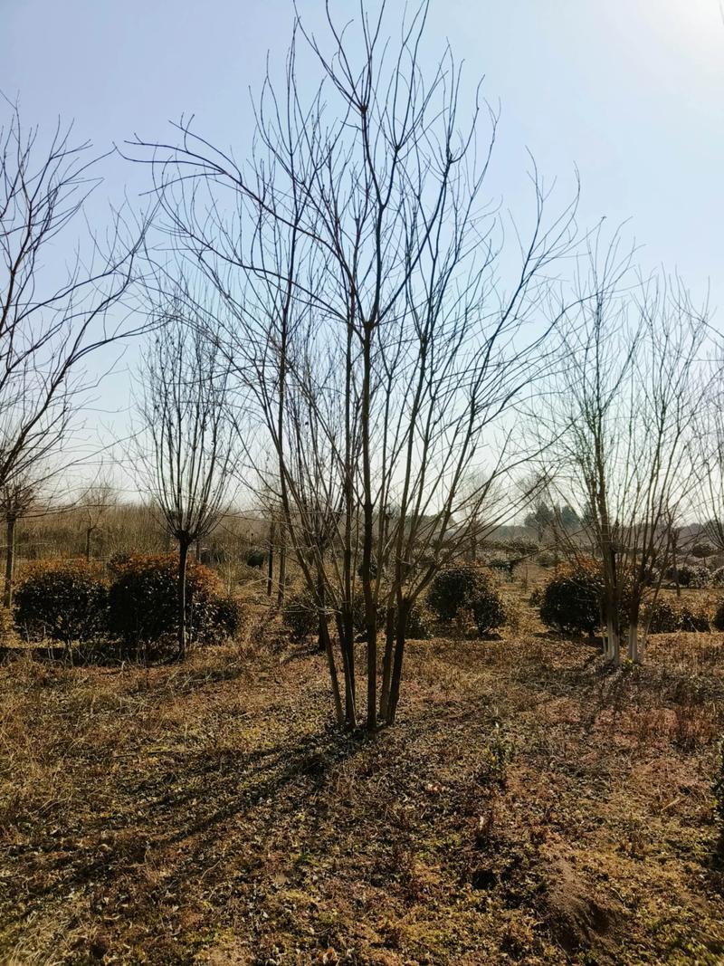 丛生白蜡苗圃实景