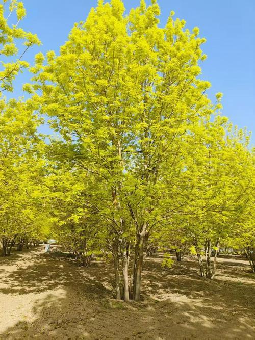 保定峻熙苗木种植基地