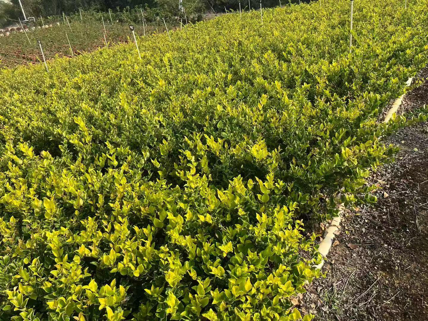 花叶女贞供应场景