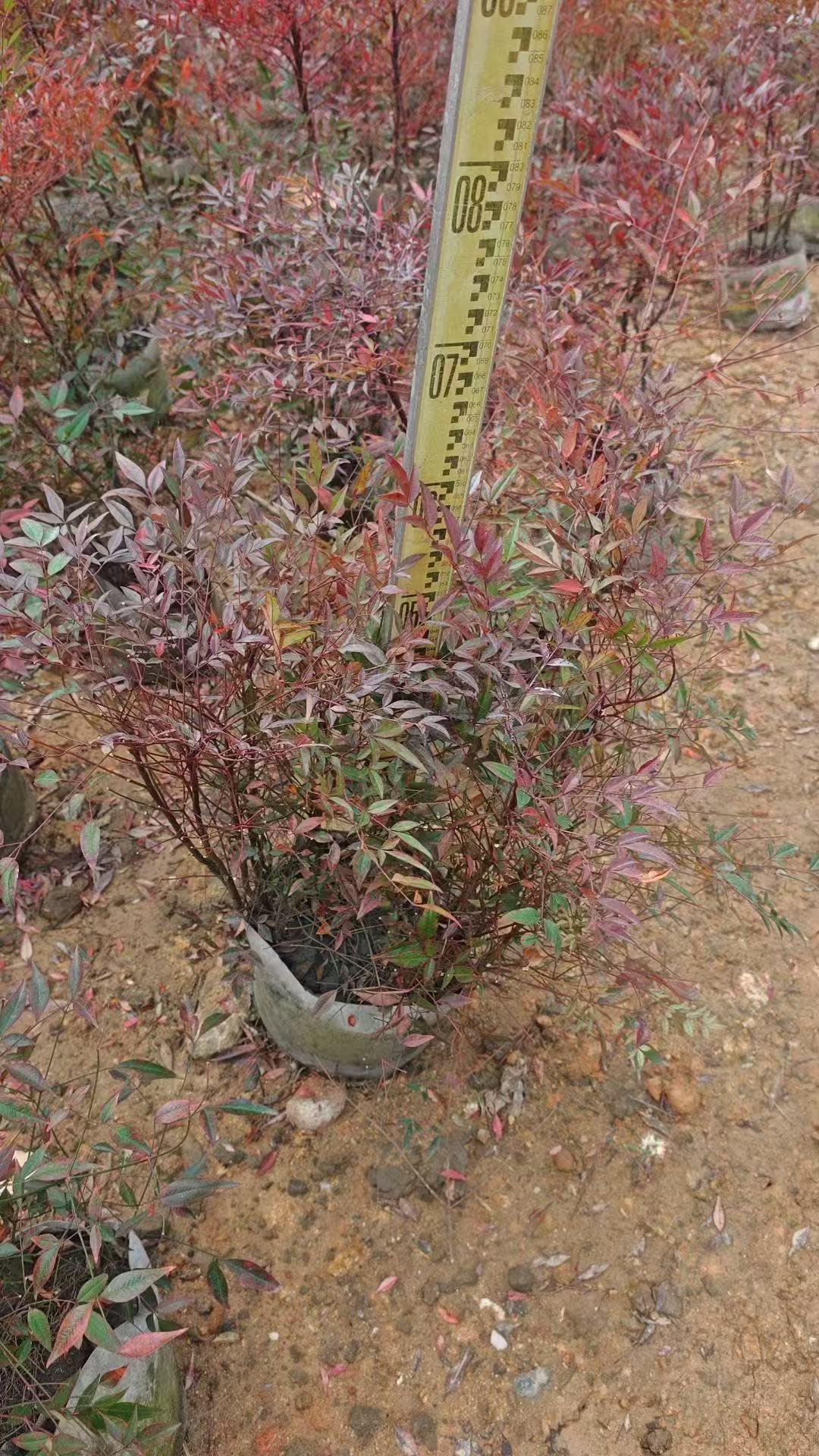 苗木样品