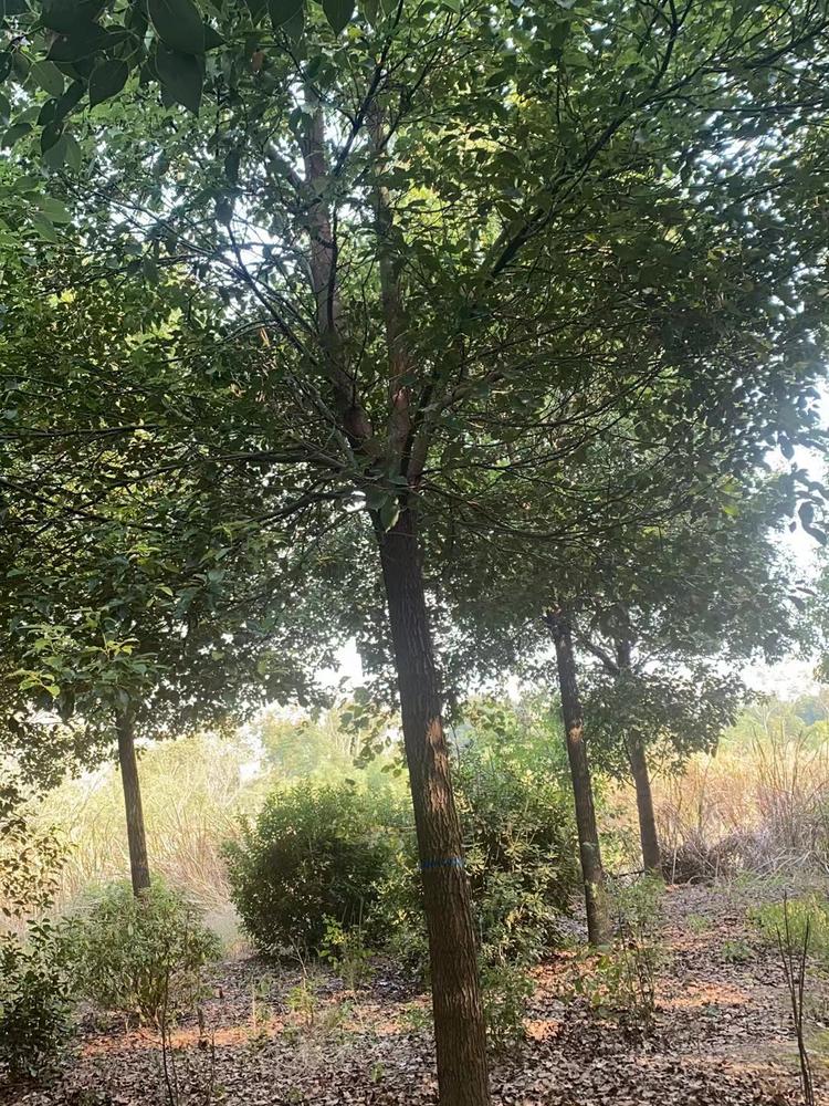 荆门树多多苗木有限公司基地实景