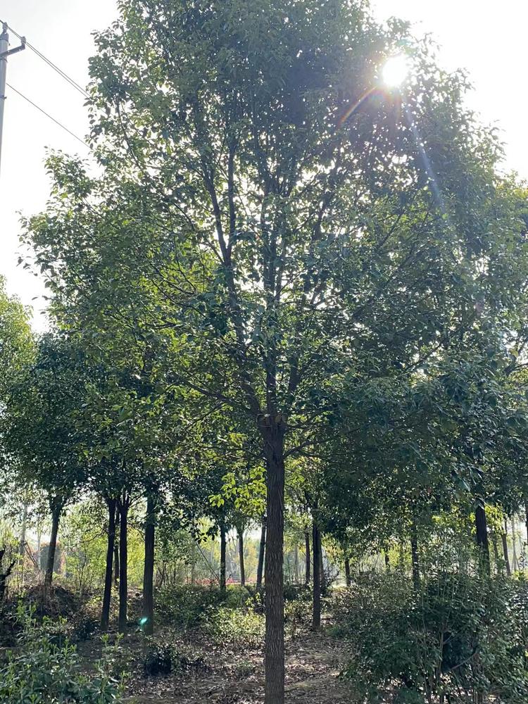 香樟树基地实拍